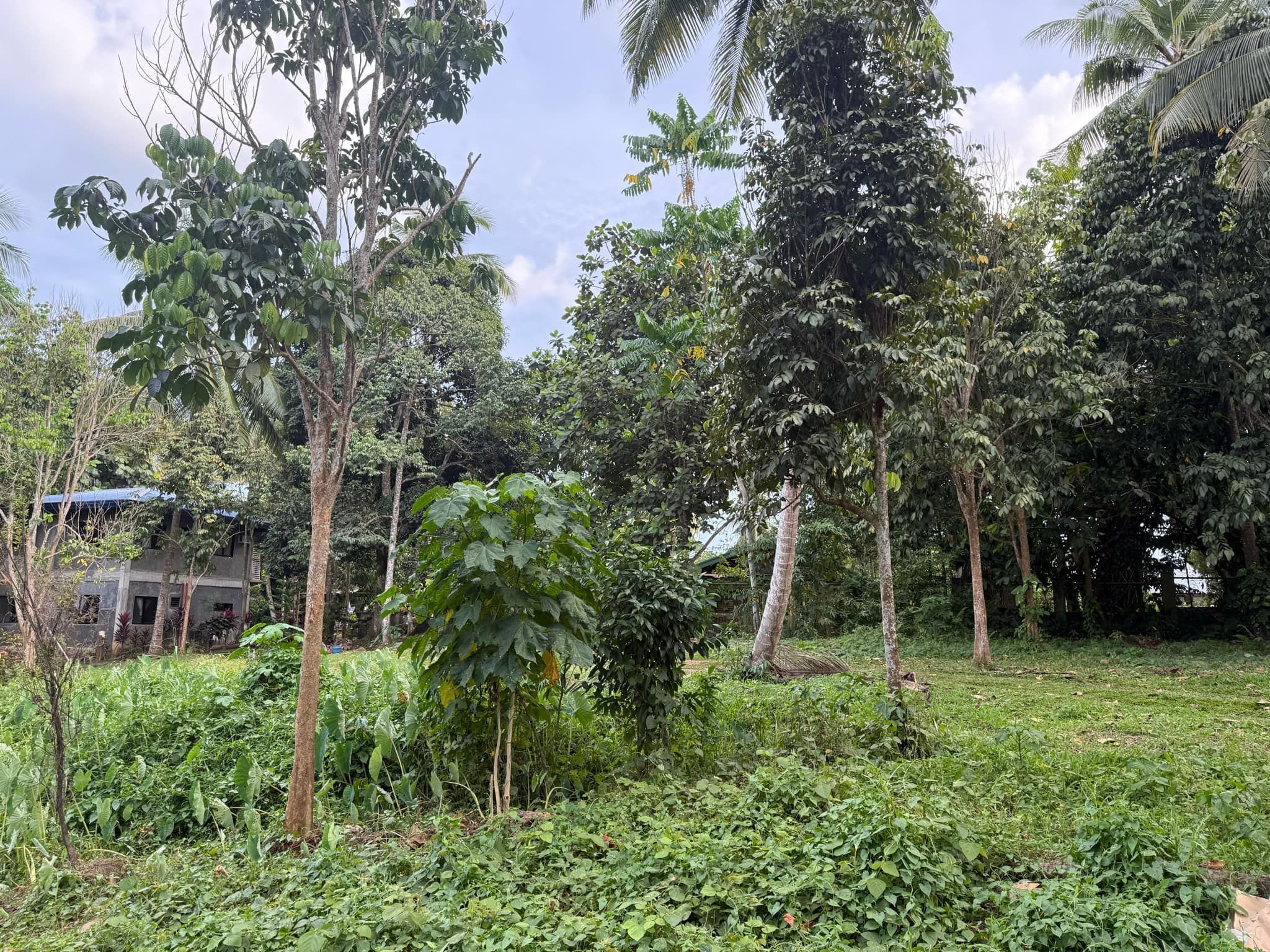 2 ADJACENT LOTS FOR SALE – CATALUNAN GRANDE, DAVAO CITY